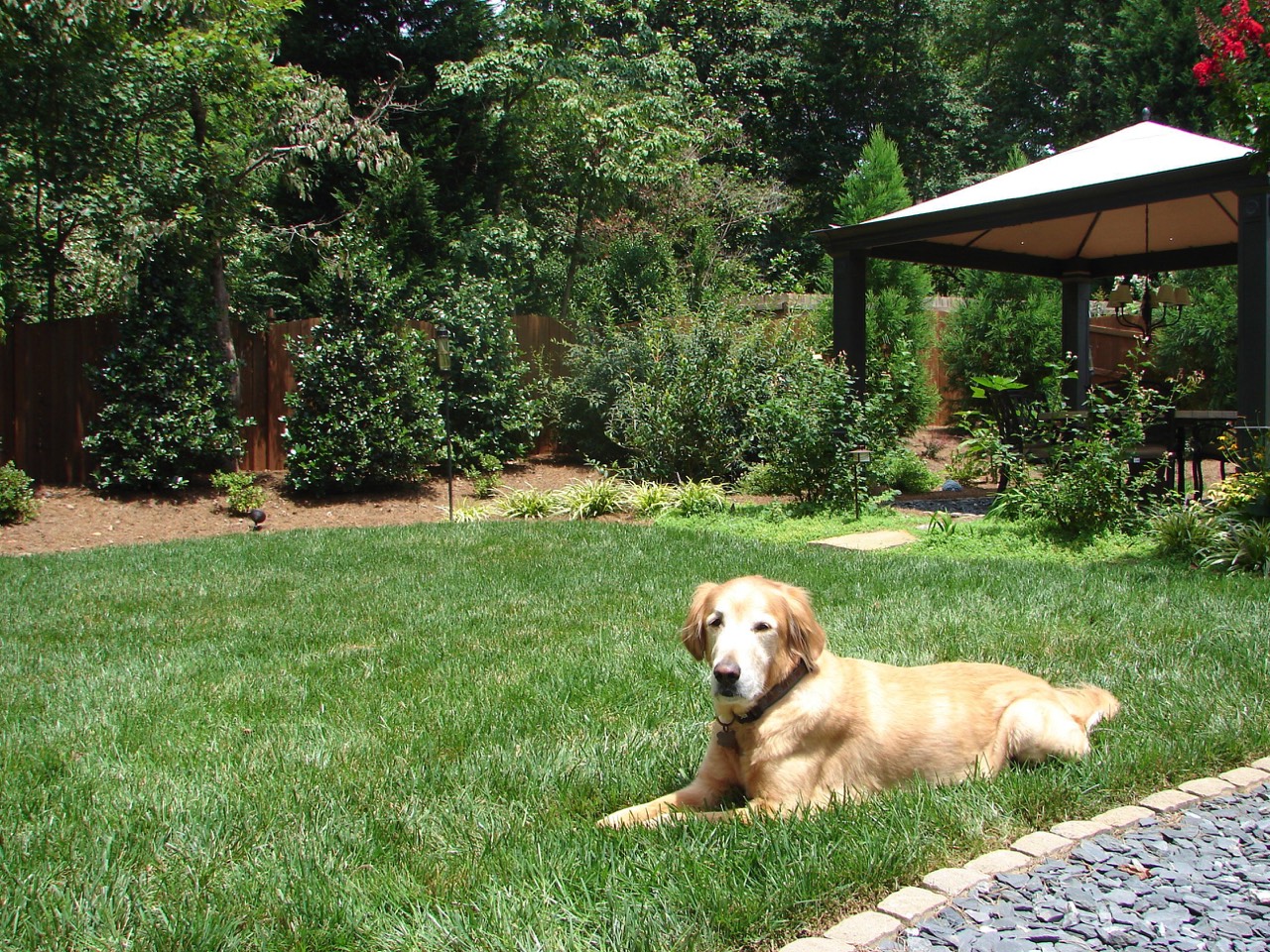 Pet safe pesticide free organic lawn